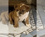Small Photo #12 Bulldog Puppy For Sale in STEUBENVILLE, OH, USA