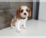 Small #2 Cavalier King Charles Spaniel