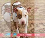WANDER - Female American Bulldog-Unknown Mix Dog for Adoption - Small photo