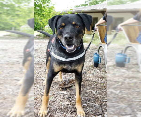 Medium Photo #5 Black Mouth Cur-Rottweiler Mix Puppy For Sale in Mountain View, AR, USA