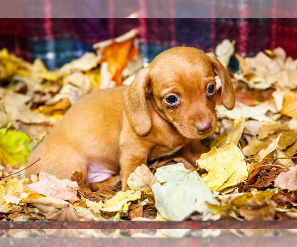 Medium Photo #22 Dachshund Puppy For Sale in WAKARUSA, IN, USA