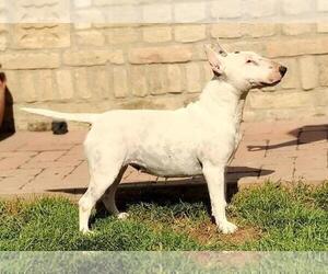 Mother of the Miniature Bull Terrier puppies born on 05/02/2022