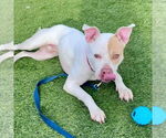 Small #23 American Bulldog Mix
