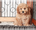 Small #3 Poochon