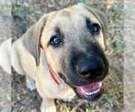 Small #3 Mastiff Mix