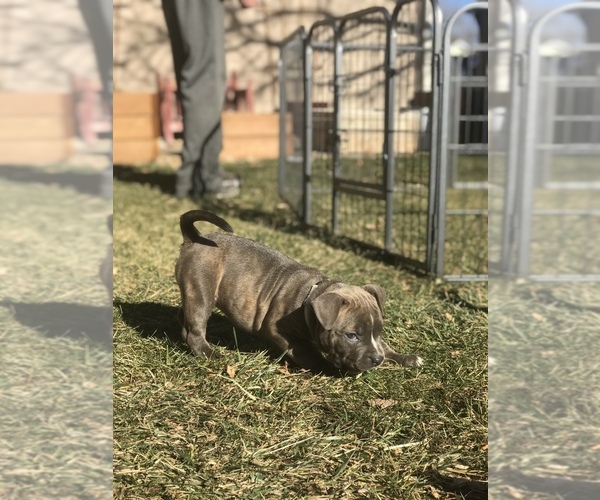Medium Photo #19 American Bully Puppy For Sale in LOVELAND, CO, USA