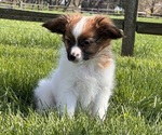 Small #5 Papillon