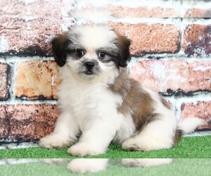 Zuchon Puppy for sale in BEL AIR, MD, USA