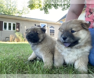 Chow Chow Puppy for sale in PORTLAND, IN, USA