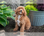 Small #1 Poodle (Miniature)