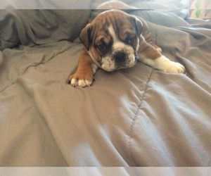 English Bulldog Puppy for sale in SANFORD, ME, USA