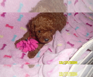 Poodle (Toy) Puppy for sale in DULUTH, GA, USA