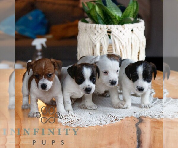 Medium Photo #2 Jack Tzu Puppy For Sale in EAST EARL, PA, USA