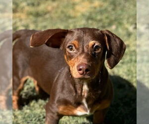 Dachshund-Unknown Mix Dogs for adoption in Canton, CT, USA