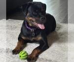 Small #8 Rottweiler