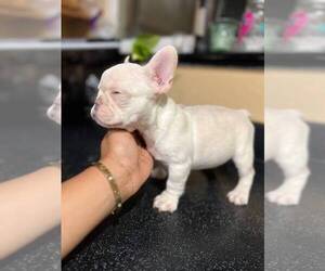French Bulldog Puppy for sale in ELK GROVE, CA, USA