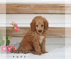 Poodle (Miniature) Puppy for sale in GAP, PA, USA