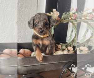 Medium Miniature Bernedoodle