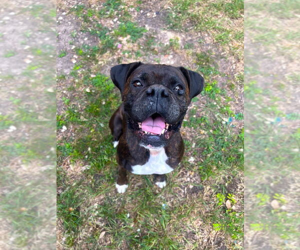 Medium Photo #3  Puppy For Sale in , 