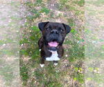 Small #2 Breeder Profile image