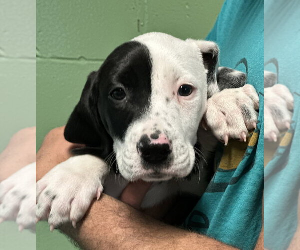 Medium Photo #1 Labrador Retriever-Unknown Mix Puppy For Sale in Elmsford, NY, USA