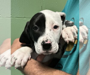 Labrador Retriever-Unknown Mix Dogs for adoption in Elmsford, NY, USA