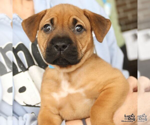 Medium Photo #5 Labrador Retriever-Unknown Mix Puppy For Sale in Washington, DC, USA