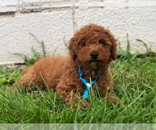 Medium Photo #3 Poodle (Toy) Puppy For Sale in EAST EARL, PA, USA