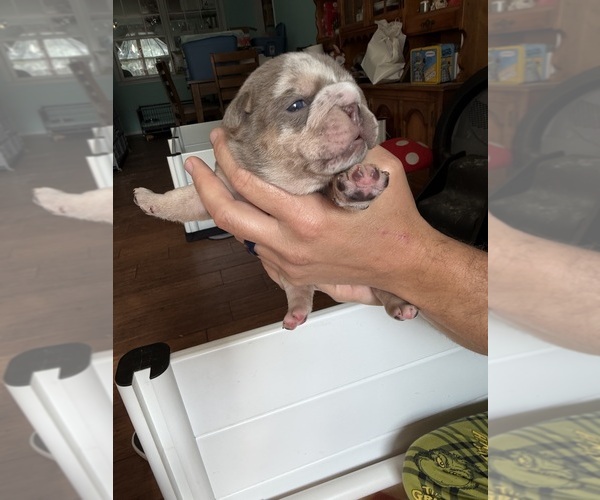 Medium Photo #14 English Bulldog Puppy For Sale in OZARK, AL, USA