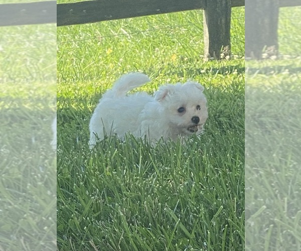 Medium Photo #4 Maltipoo Puppy For Sale in CANOGA, NY, USA