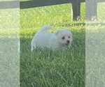 Small #3 Maltipoo