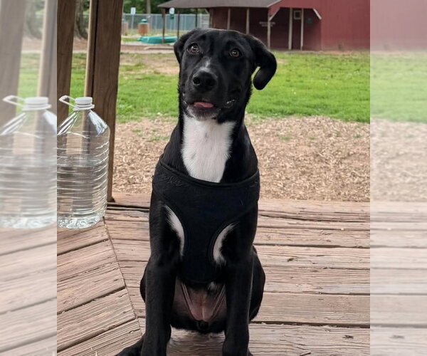 Medium Photo #4 Labrador Retriever-Plott Hound Mix Puppy For Sale in pomfret, CT, USA