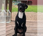 Small #3 Labrador Retriever-Plott Hound Mix