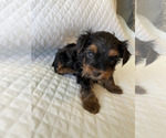 Small Photo #15 Yorkshire Terrier Puppy For Sale in ORLANDO, FL, USA
