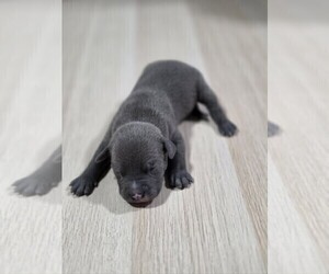 Medium American Pit Bull Terrier