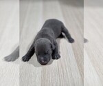 Puppy 2 American Pit Bull Terrier