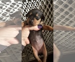 Small Photo #5 Miniature Pinscher Puppy For Sale in STERLING, MI, USA