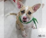 Small #3 Mutt
