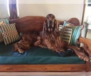 Father of the Irish Setter puppies born on 03/27/2025
