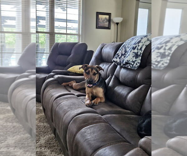 Medium Photo #2 Mutt Puppy For Sale in Abbeville, LA, USA