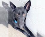 Small #1 German Shepherd Dog