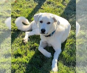 Akbash-Great Pyrenees Mix Dogs for adoption in Sandy, UT, USA