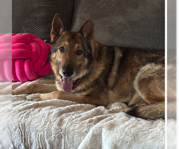 Medium Photo #4 German Shepherd Dog-Unknown Mix Puppy For Sale in Plainfield, IL, USA