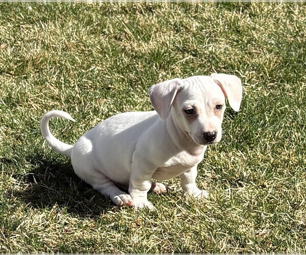 Medium Photo #3 Chiweenie Puppy For Sale in Sandy, UT, USA