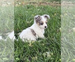 Puppy Female Chihuahua
