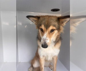 Collie Dogs for adoption in Houston, TX, USA