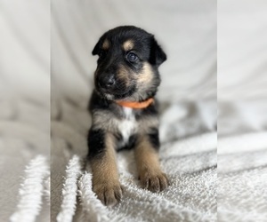 Medium Collie-German Shepherd Dog Mix