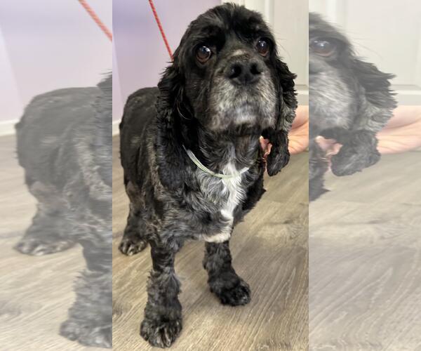 Medium Photo #5 Cocker Spaniel Puppy For Sale in Westminster, MD, USA