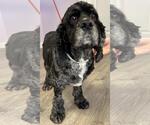 Small #4 Cocker Spaniel