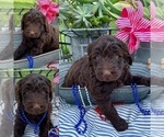Small Photo #1 Goldendoodle-Poodle (Standard) Mix Puppy For Sale in PINEVILLE, AR, USA